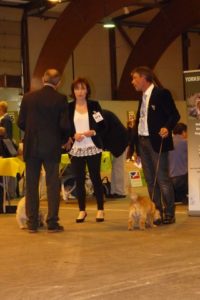 cairn terrier adulte