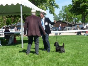 cairn terrier