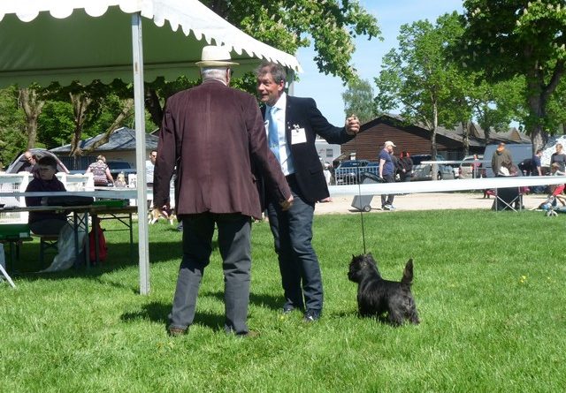 cairn terrier