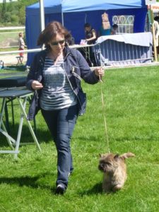 cairn terrier