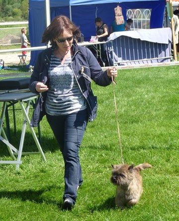 cairn terrier