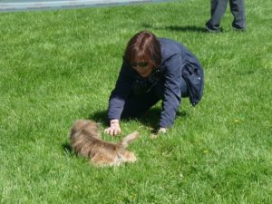 cairn terrier