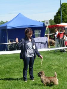 cairn terrier