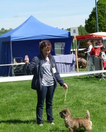 cairn terrier