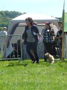 cairn terrier