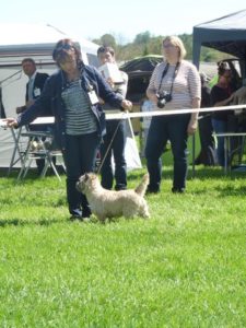 cairn terrier