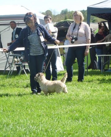 cairn terrier