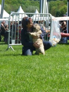 cairn terrier