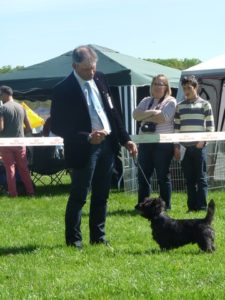 cairn terrier