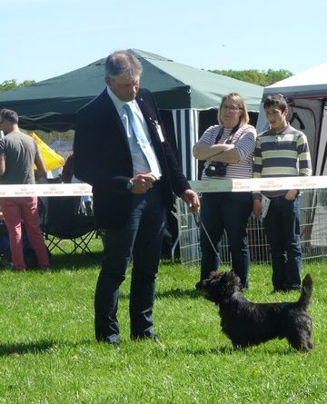 cairn terrier