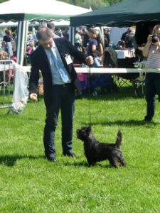 cairn terrier