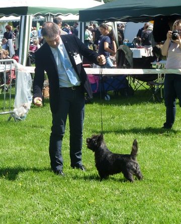 cairn terrier