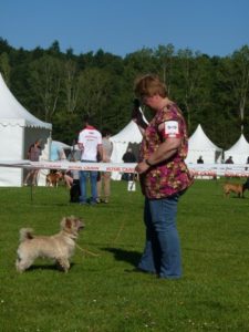 cairn terrier