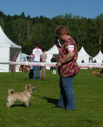 cairn terrier