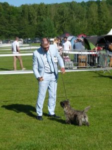 cairn terrier