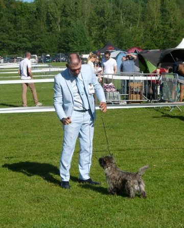 cairn terrier