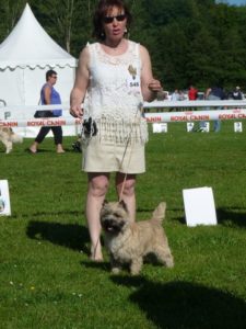 cairn terrier