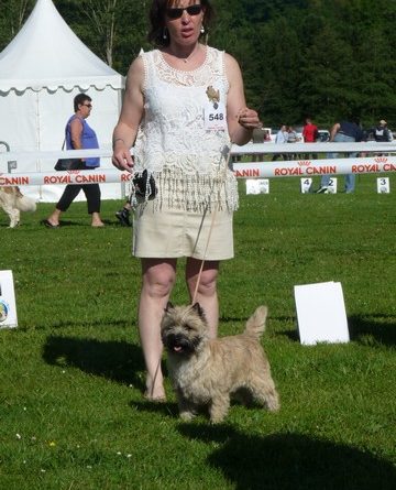 cairn terrier