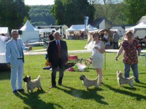 cairn terrier