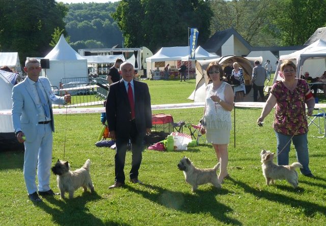 cairn terrier