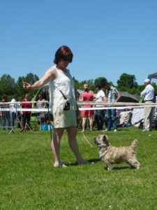 cairn terrier