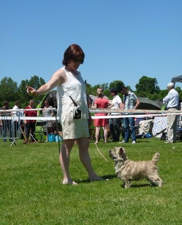 cairn terrier