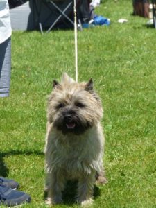 cairn terrier