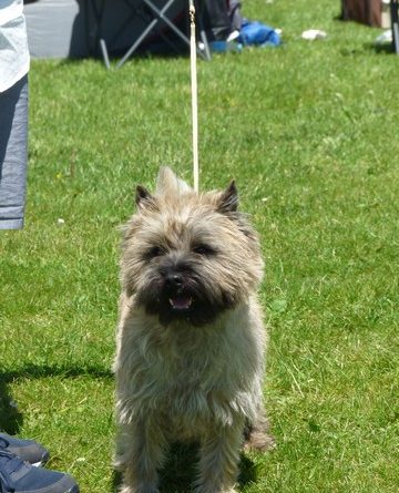 cairn terrier