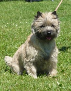 cairn terrier