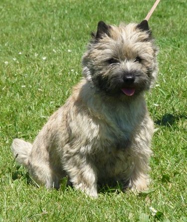 cairn terrier