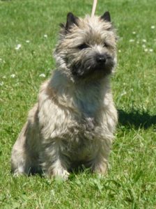 cairn terrier