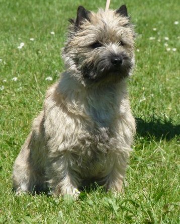 cairn terrier