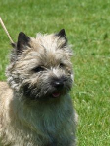 cairn terrier