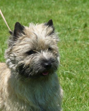 cairn terrier