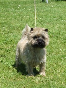 cairn terrier