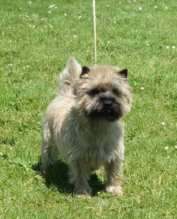 cairn terrier