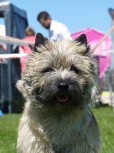 cairn terrier