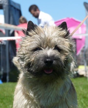 cairn terrier