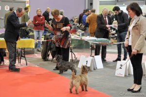 femelle cairn terrier