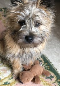 chiot cairn terrier