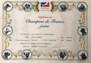 cairn terrier championne de France jeune