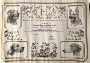 cairn terrier champion international