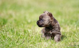 chiot cairn terrier de 5 semaines