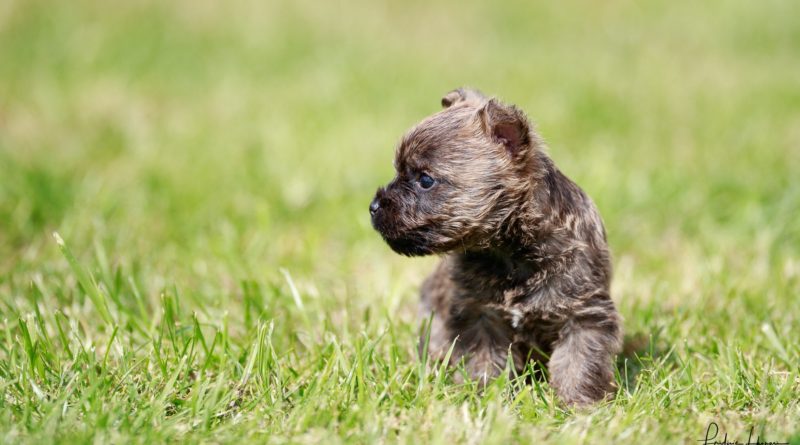 chiot cairn terrier de 5 semaines