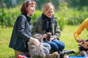 chiot cairn terrier