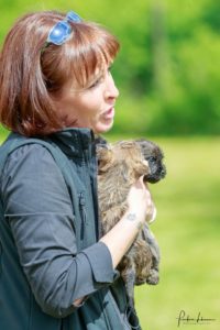 chiot cairn terrier