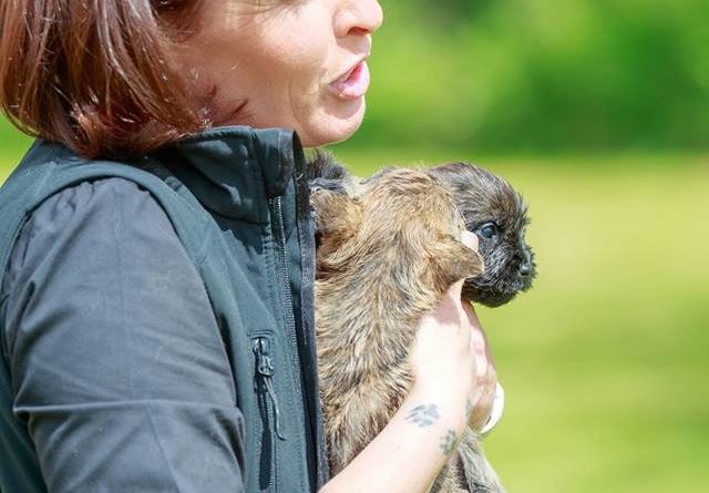 chiot cairn terrier