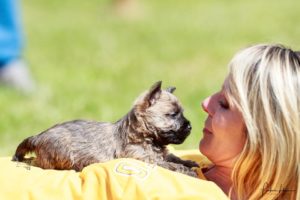 chiot cairn terrier