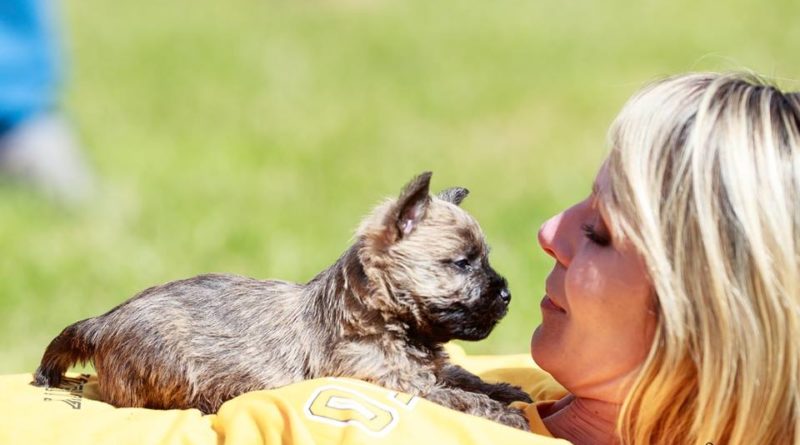 chiot cairn terrier