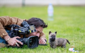 chiot cairn terrier